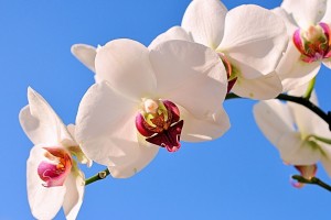 世界田径夜间接力赛：城市站点点燃夜跑热情，世界夜间定向接力赛