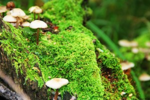 世界登山比赛：高海拔适应训练成主流，登山赛最高纪录