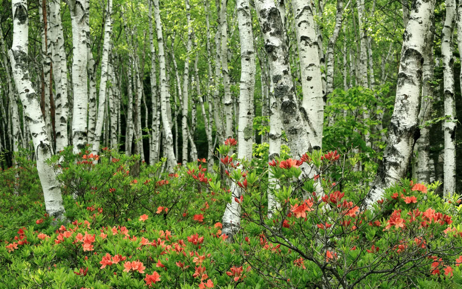 世界拳击公开赛：角落调度影响整场比赛，世界拳击2020视频